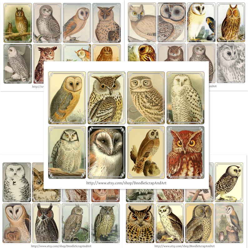 May include: A digital collage sheet of 36 vintage illustrations of owls. The owls are depicted in various poses and with different colored feathers. The images are perfect for scrapbooking, card making, and other craft projects.