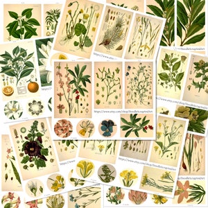 Medicinal Plant Art, Medicinal Plants Illustration Vintage Prints, Digital Plant Ephemera, Botanical Printable, Herbal Art, Collage Sheets