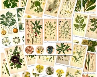 Medicinal Plant Art, Medicinal Plants Illustration Vintage Prints, Digital Plant Ephemera, Botanical Printable, Herbal Art, Collage Sheets