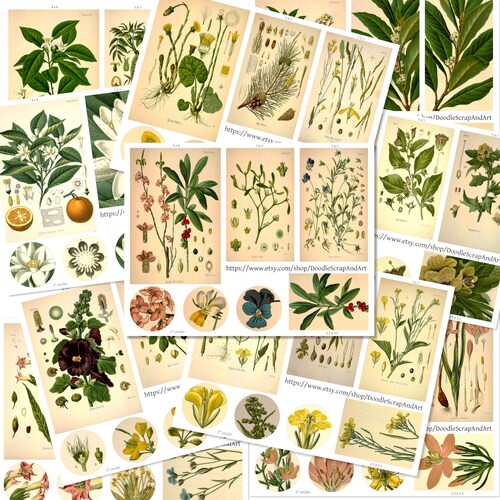 Medicinal Plant Art Medicinal Plants Illustration Vintage Etsy