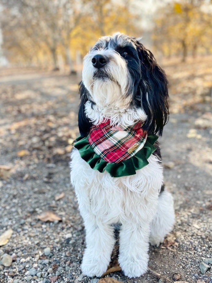 cheap snake accessories