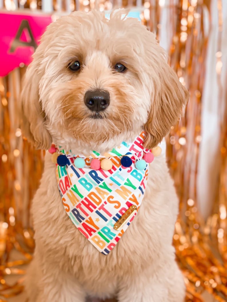 Pawtay like Its my Birthday snap on dog bandana, dog birthday, birthday pup, dog birthday accessories, dogs birthday image 1