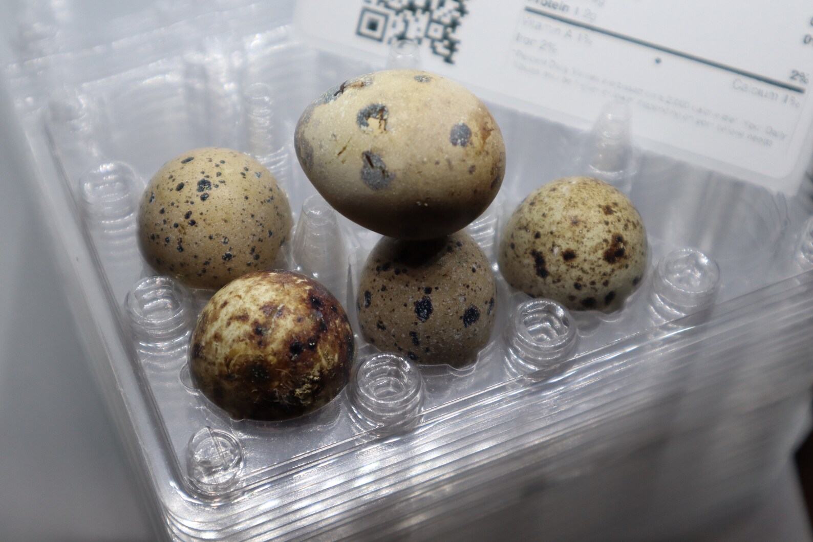 JUMBO QUAIL EGG Carton 50 Cartons sized for 12 a dozen Etsy