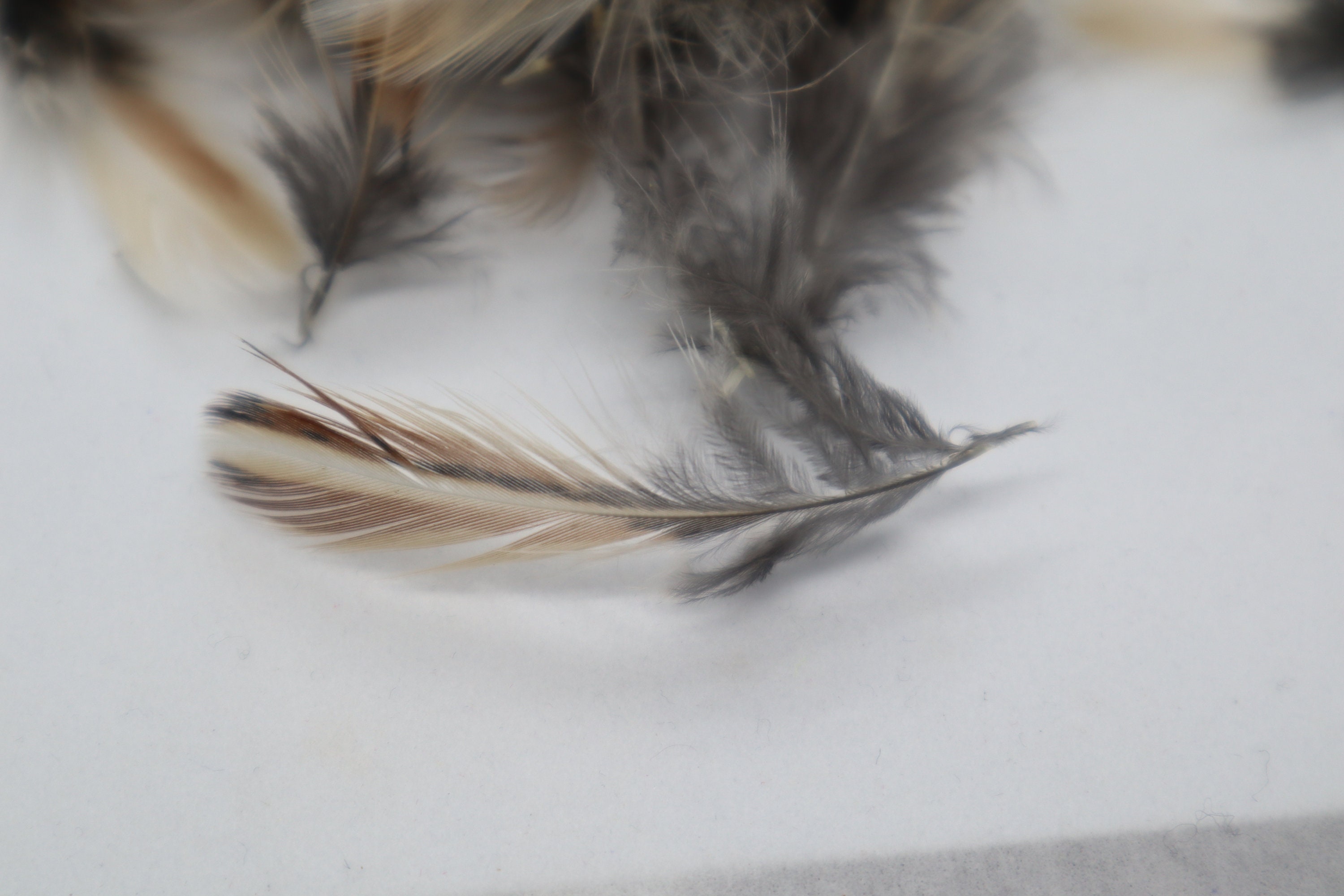 quaik feather quaik feather