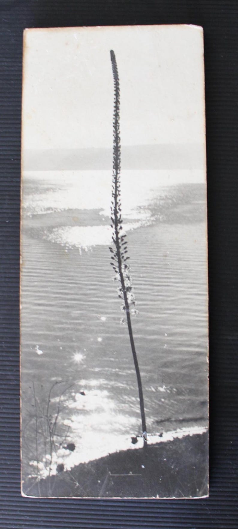 Peter Merom Wildlife Scenes, Black and White Photographs, Israeli Vintage ...