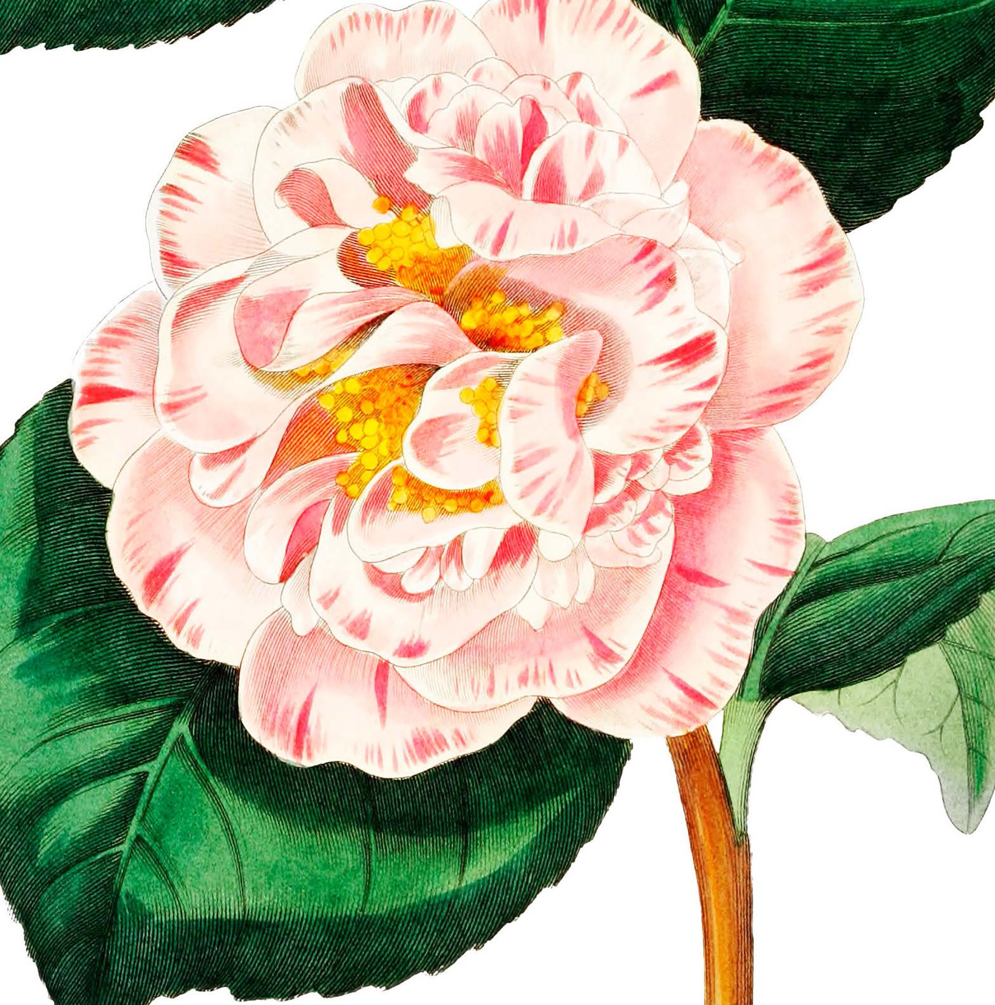 Birthday Thank You Sympathy Flower Card Set Blank Greetings | Etsy