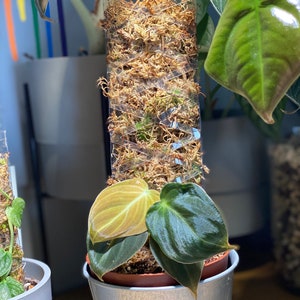 SECONDS Handmade D-Shaped Clear Plastic Plant Moss Pole | Support (Moss Not Included)