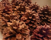Pine Cones for Crafting