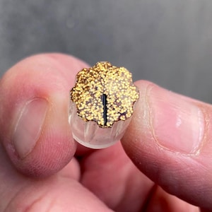 Perilla clon Davies 1900H con purpurina dorada brillante