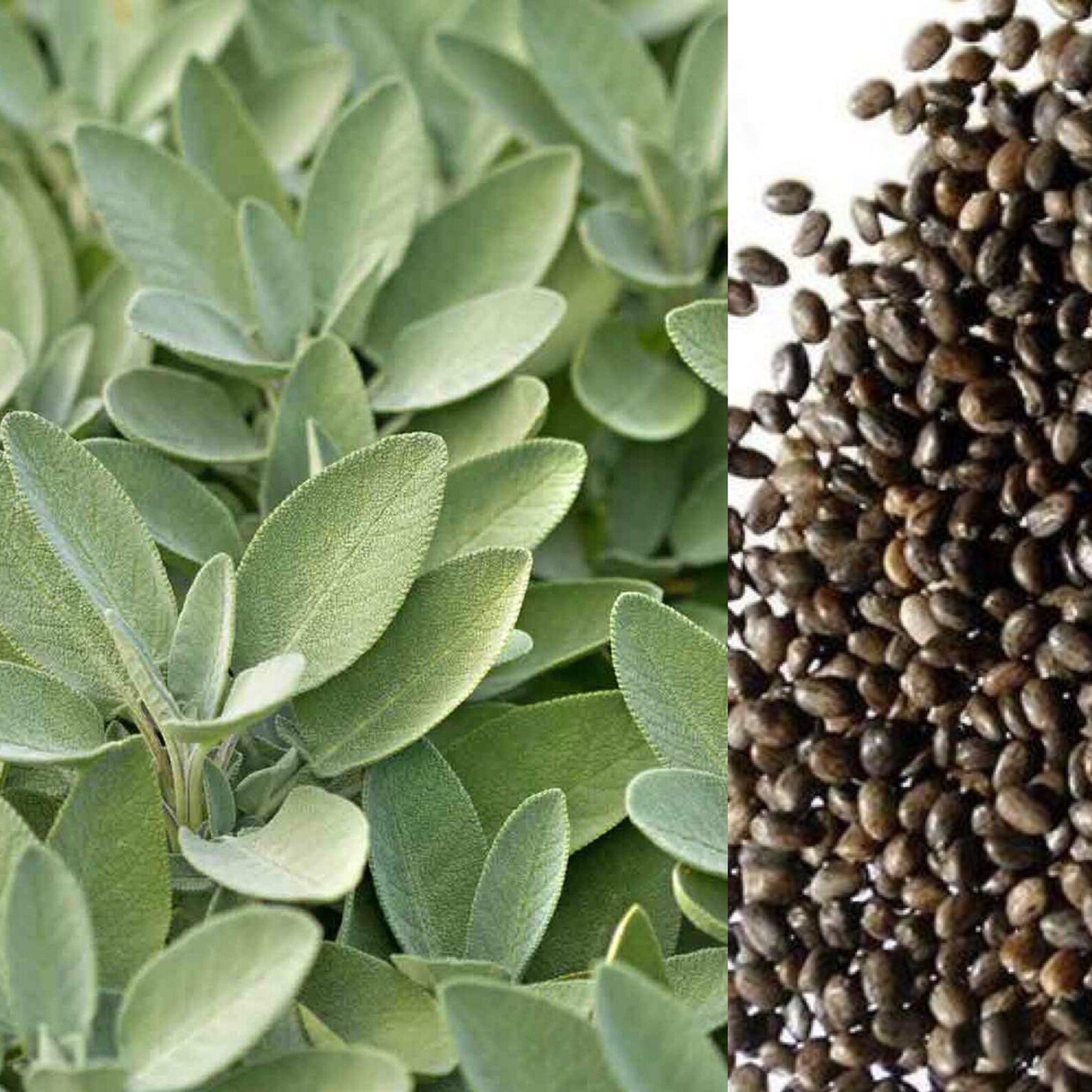 Sage SEEDS Organic Perennial Herb Seeds Etsy