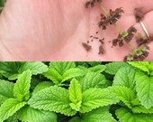 LEMON BALM SEEDS, Organic Medicinal Herb Seeds