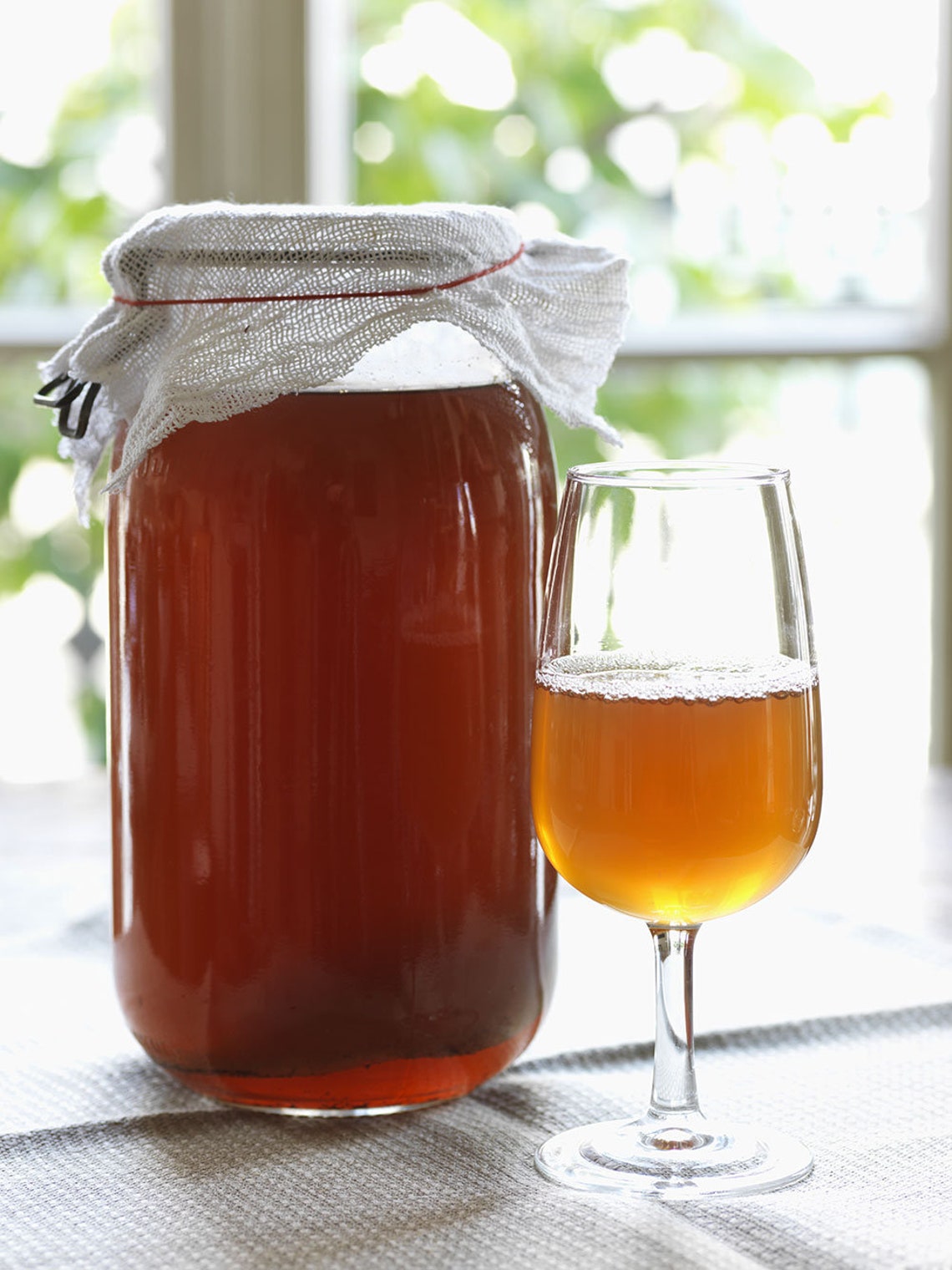 KOMBUCHA Scoby Organic Scobies Etsy