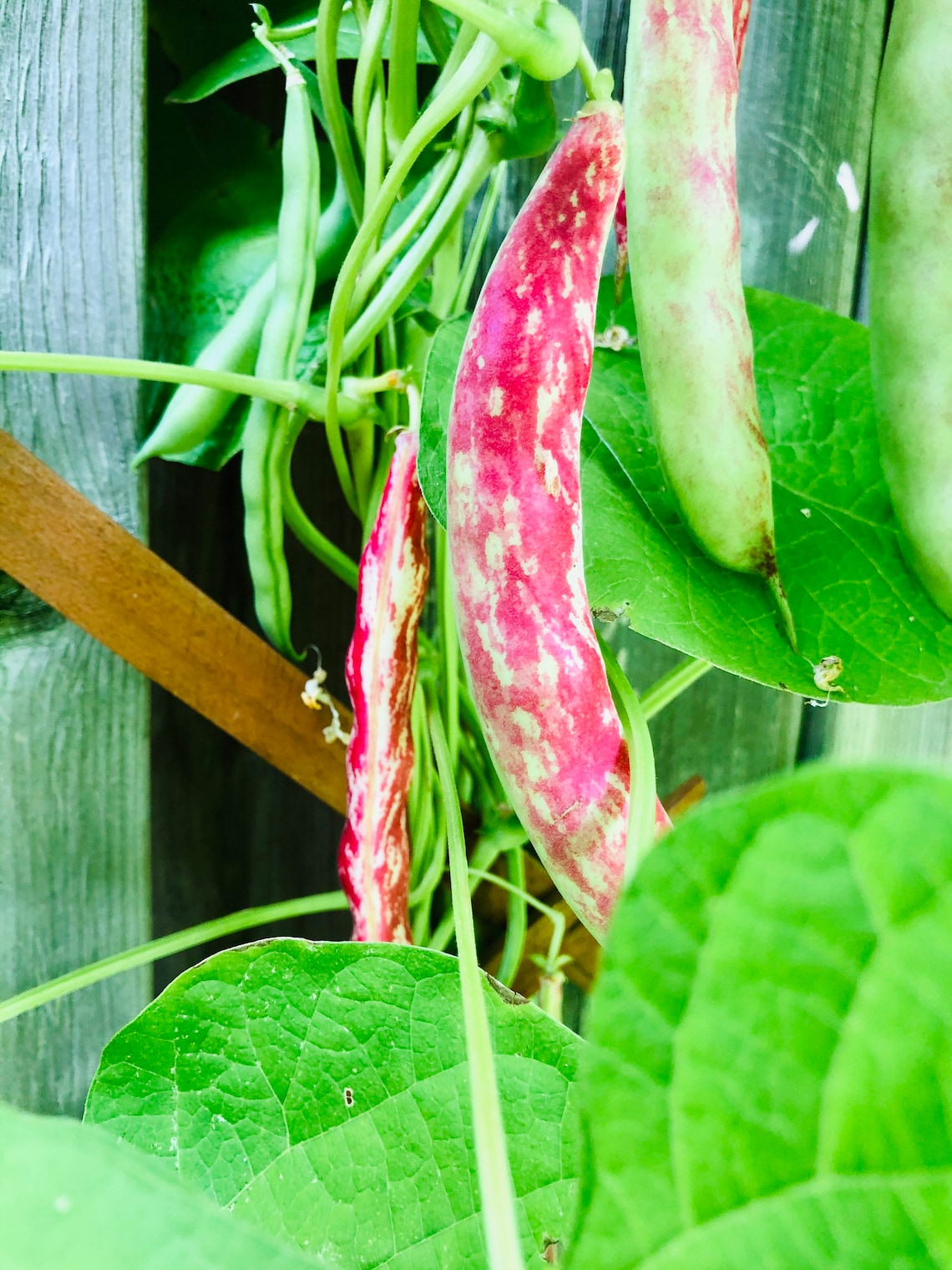 Pinto Bean Seeds Planting for your Pantry Organic Bean Seeds Etsy