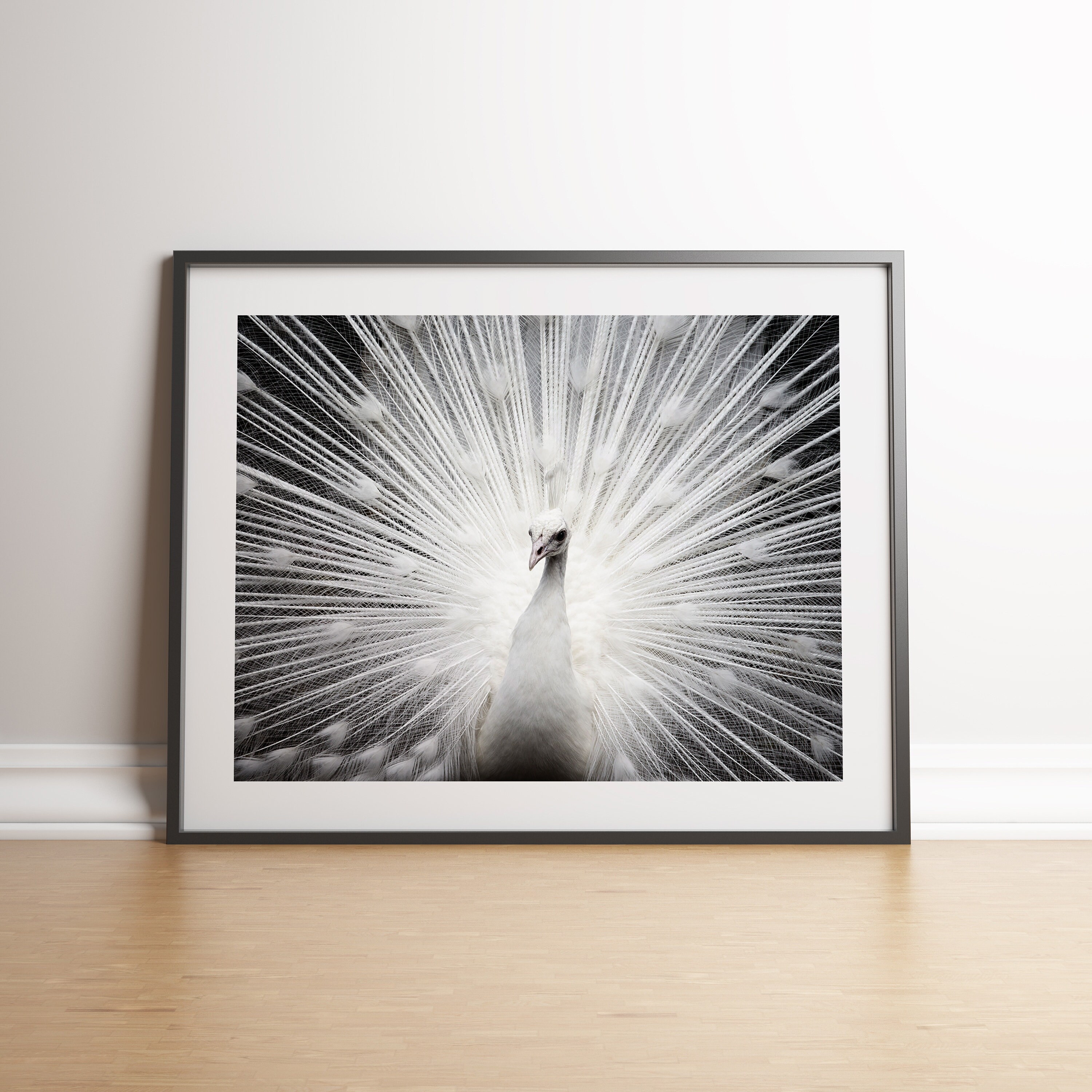 White Peacock Art Print Peacock Wall Art Animal Print Black Etsy