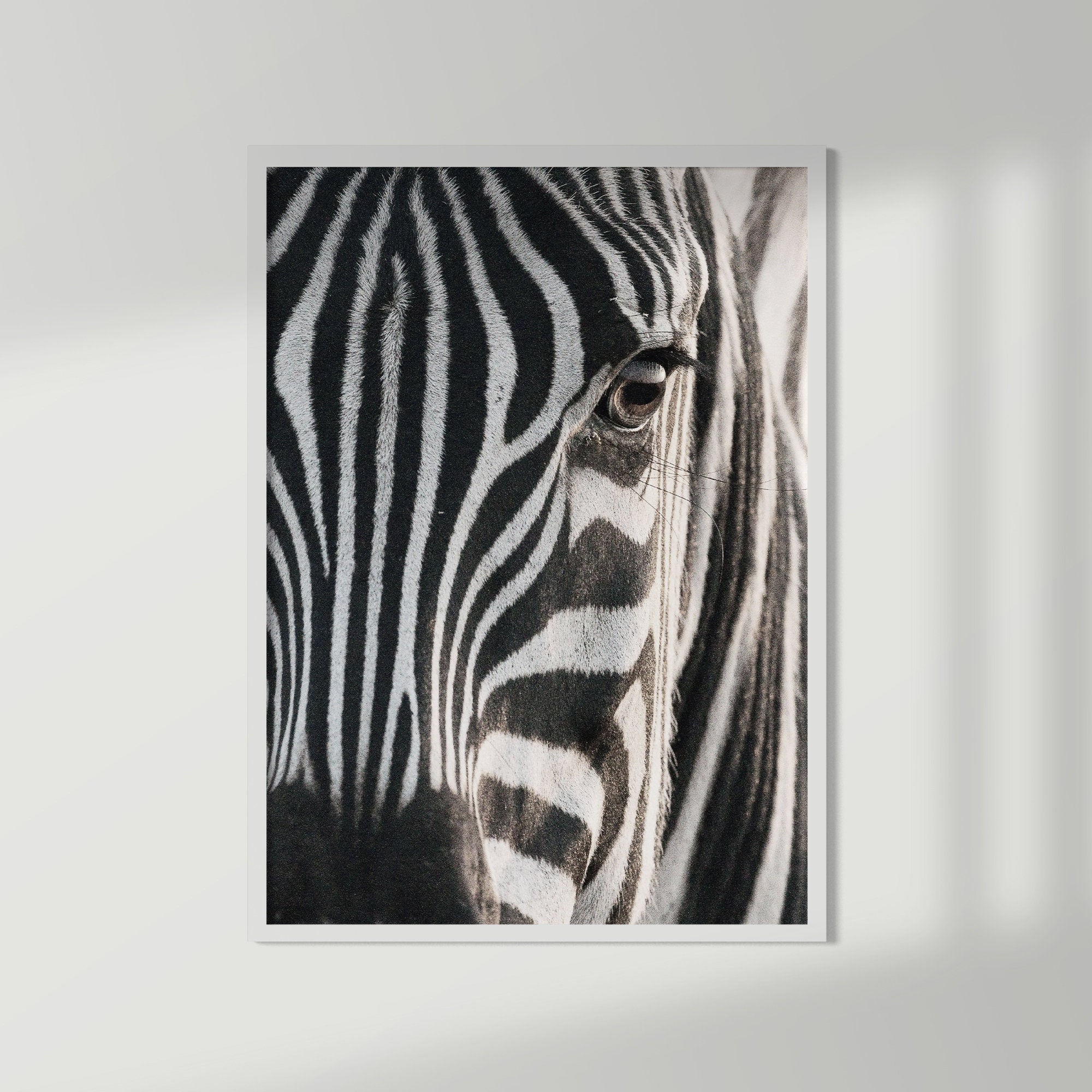 zebra for sale australia