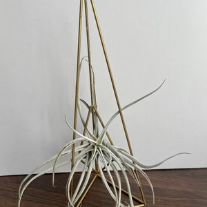 Brass air plant stand