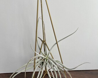 Brass air plant stand