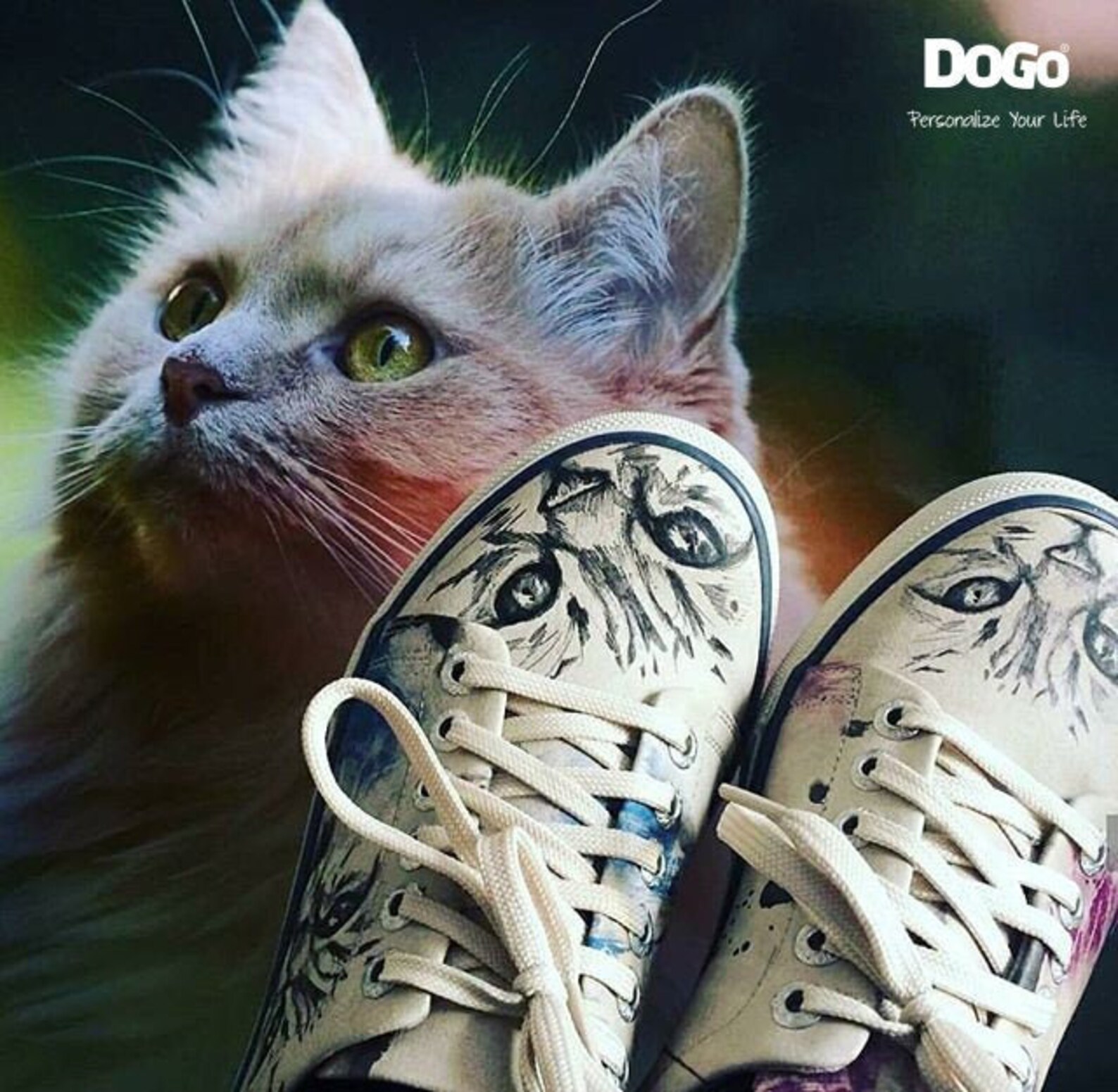 cat in sneakers