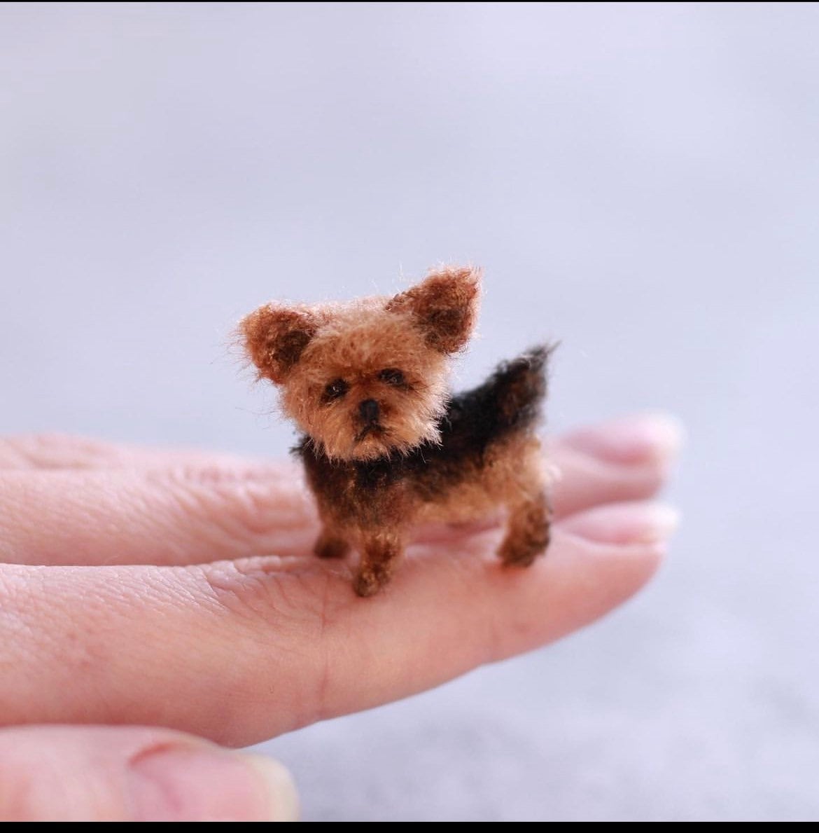 Terrier clearance yorkshire toy