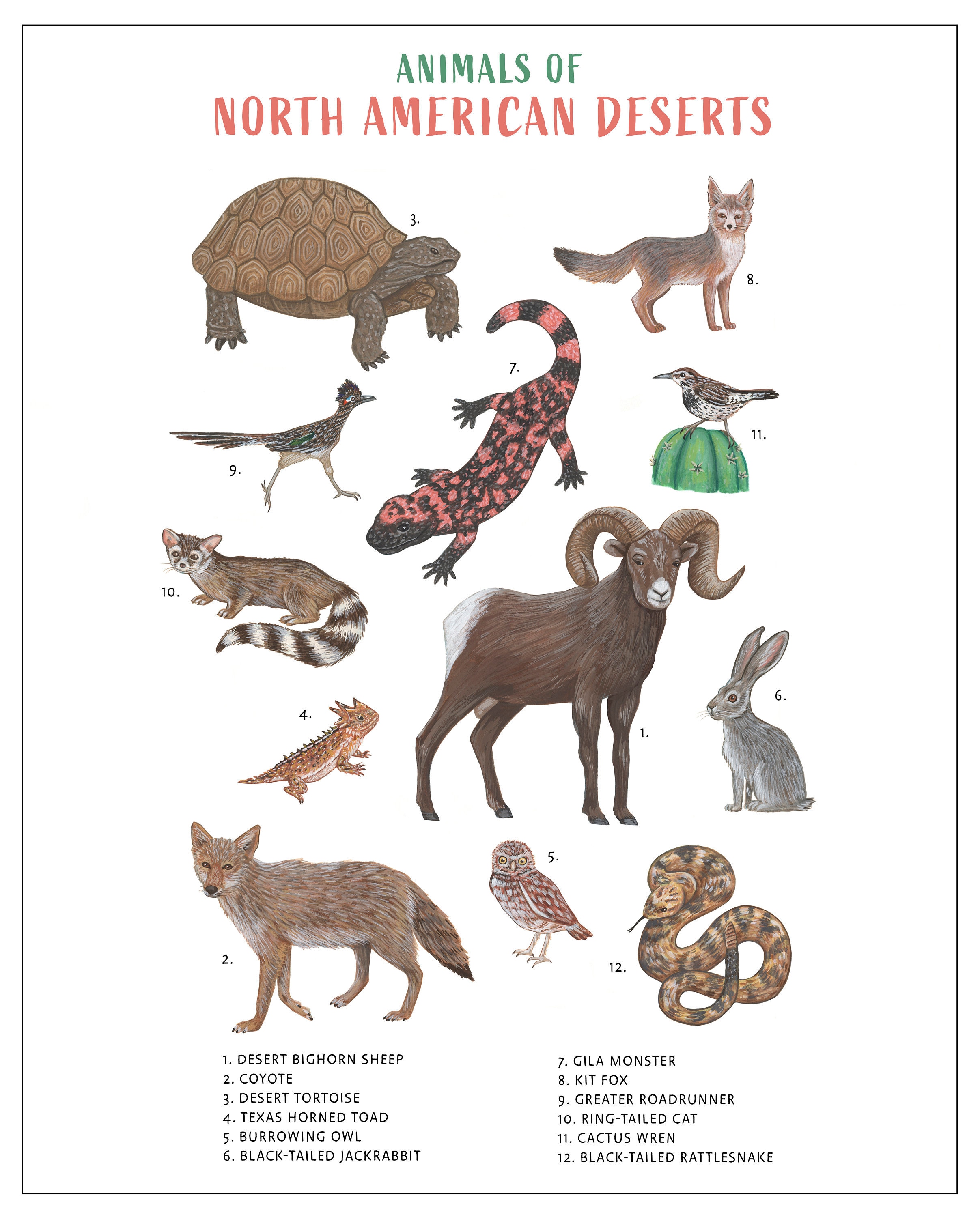 Animals of North American Deserts Art Print Science Poster - Etsy Finland Animals of North American Deserts Art Print Science Poster - Etsy Finland