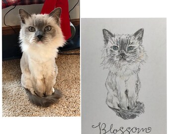 Custom Pet Portraits