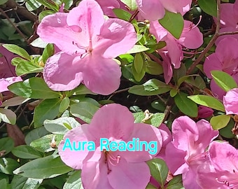 May include: A close-up of pink azalea flowers in bloom. The flowers are in full bloom and have a delicate, soft appearance. The text "Aura Reading" is superimposed on the image.