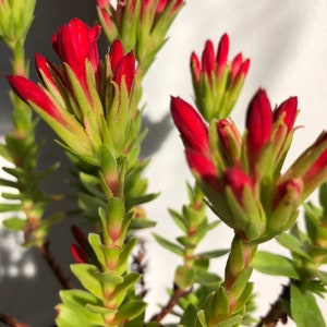 Crassula Coccinea