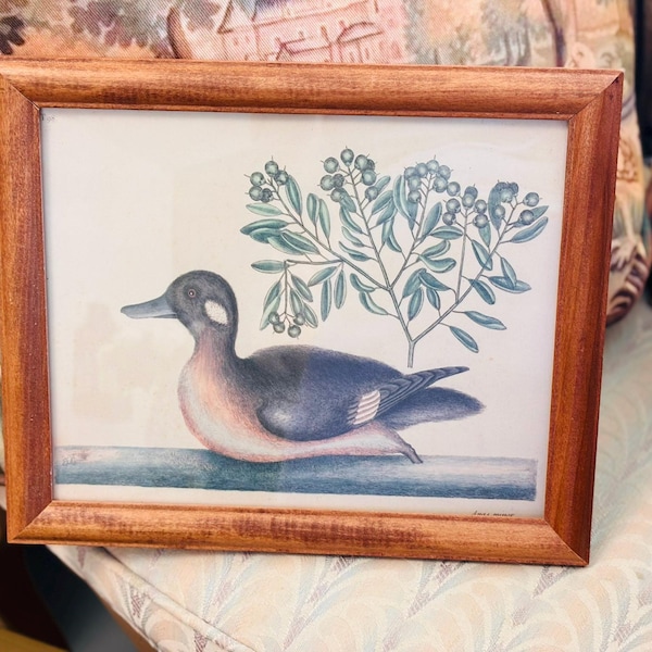 Vintage Framed Duck Print | Botanical Waterfowl Art | Traditional English Country Wall Decor