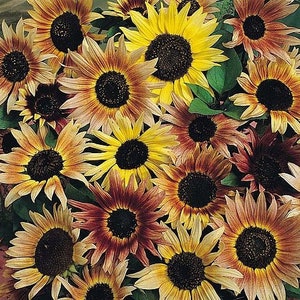 SUNFLOWER SEEDS - Grow your own sunflowers