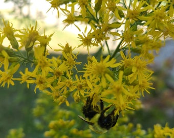 Showy Goldenrod