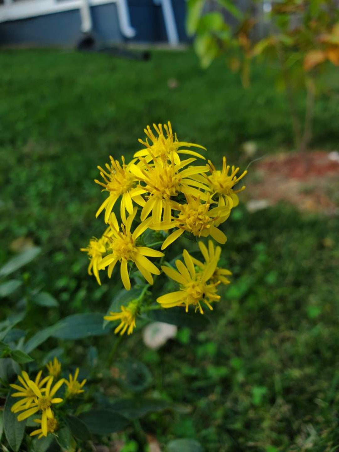 Downy Goldenrod Etsy