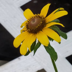 Black-eyed Susan