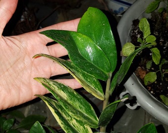 Zamioculcas Zamiifolia Raven Zz Black Leaves Plant House Etsy