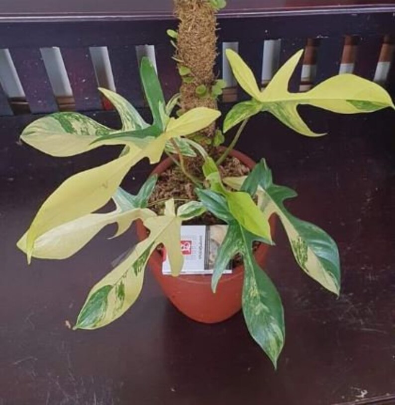 Philodendron Florida Ghost Variegated Super Rare Plants Etsy
