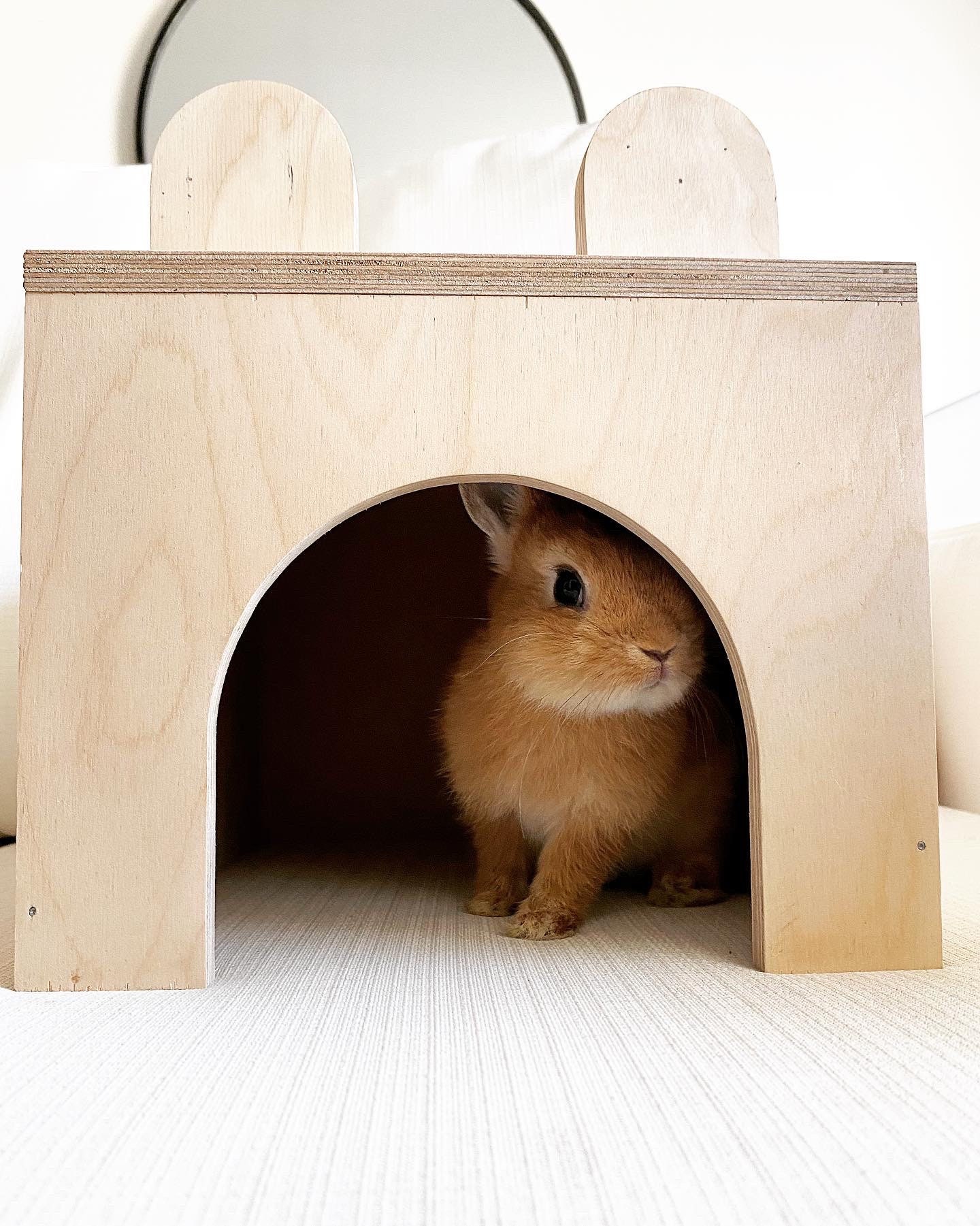 BUNNY RABBIT HIDE Etsy