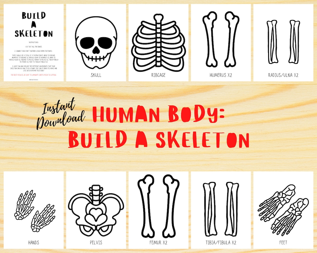 Build a Skeleton, Life Size Skeleton, Human Body Study, Skeleton Activity, Learning About Bones, Bones of the Body, Body Printable - Etsy build-a-skeleton-life-size-skeleton-human-body-study-skeleton-activity-learning-about-bones-bones-of-the-body-body-printable-etsy
