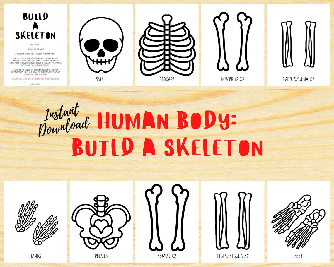 Build a Skeleton Life Size Skeleton Human Body Study - Etsy
