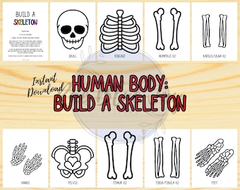 Build a Skeleton, Life Size Skeleton, Human Body Study, Skeleton Activity, Learning About Bones, Bones of the Body, Body Printable