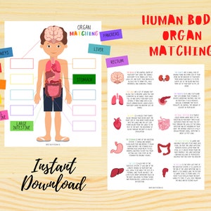 Human Body Study, Organ Matching Version 2, Human Body For Kids, Human Body Learning, Human Body Printable, Parts of the Body