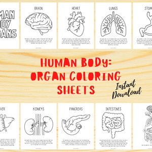 Human Body Study, Organ Coloring Sheets, Human Body Activity, Learn About The Body, Human Body Learning, Human Body Coloring