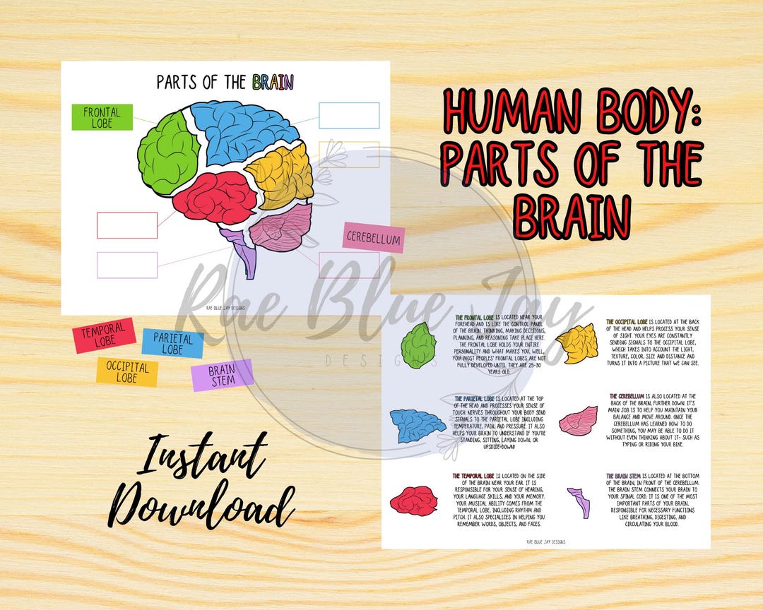 Human Body Study, Parts of the Brain, Brain Puzzle, Brain Activity ...