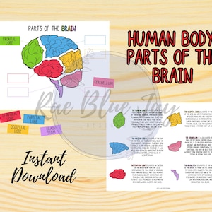 Human Body Study, Parts of the Brain, Brain Puzzle, Brain Activity, Human Body Printable, Brain Labeling, Human Brain Learning