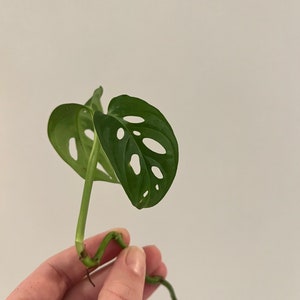 5 Monstera Adansonii cuttings