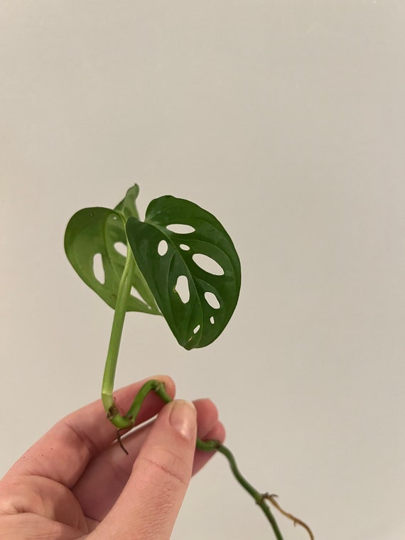 monstera monkey adansonii Monstera adansonii (Swiss Cheese Plant)  Planted