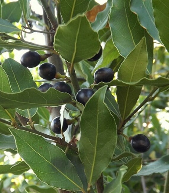 Bay Tree 50 Seeds Lourus Nobilis Etsy
