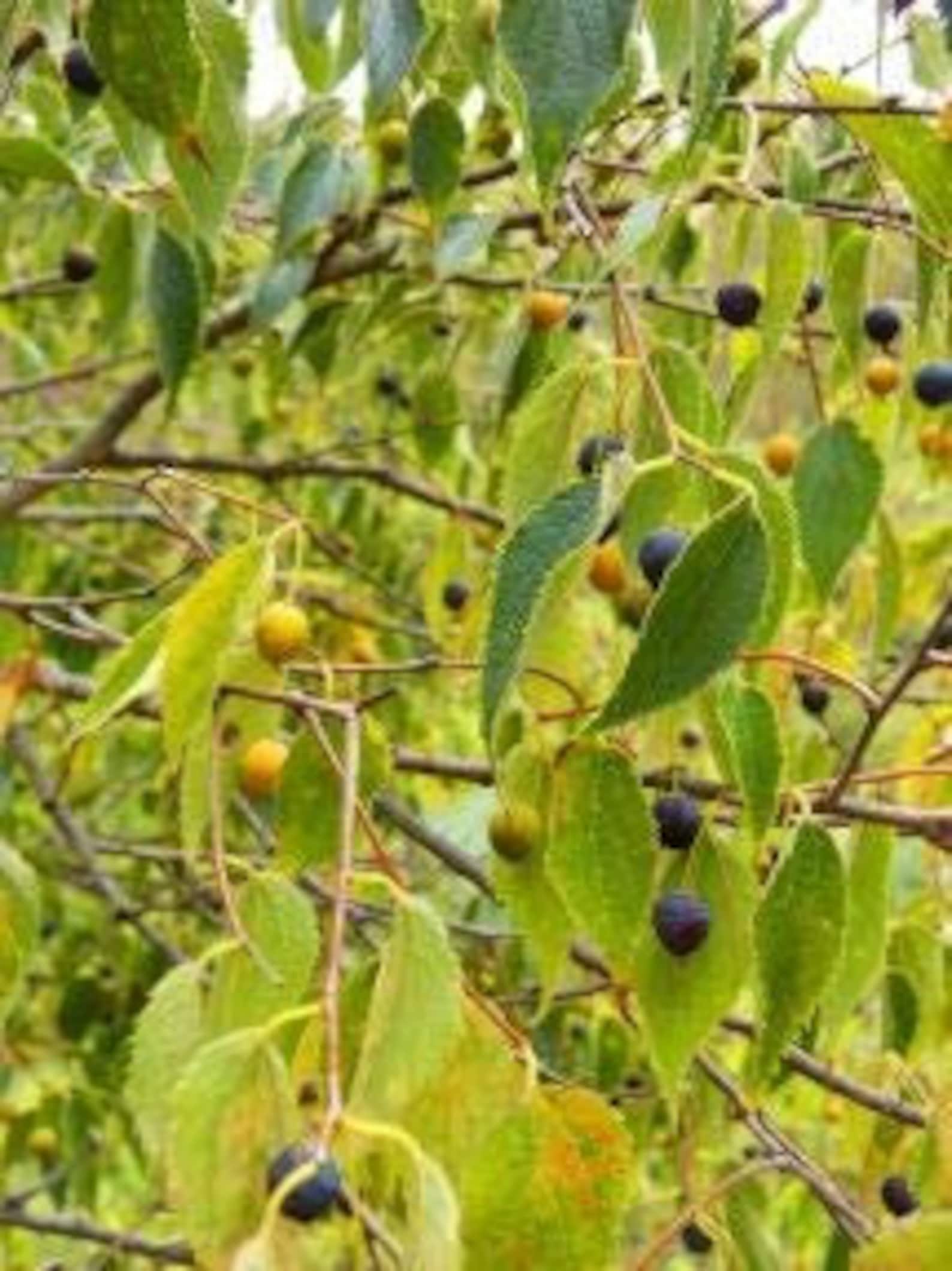 Caucasian Celtis Tree Celtis caucasica 15 Fresh Seeds | Etsy