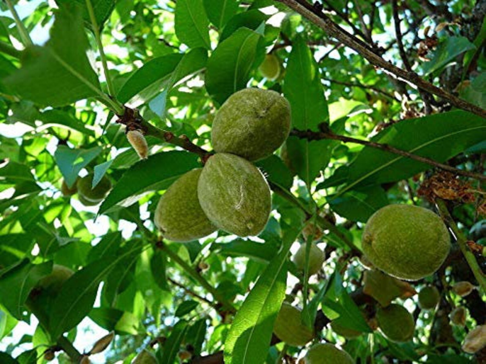 Bitter Almond Tree Prunus dulcis VAR. Amara 10 Fresh Seeds Etsy