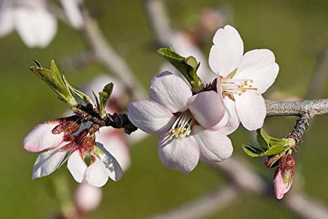 Bitter Almond Tree Prunus dulcis VAR. Amara 10 Fresh Seeds Etsy