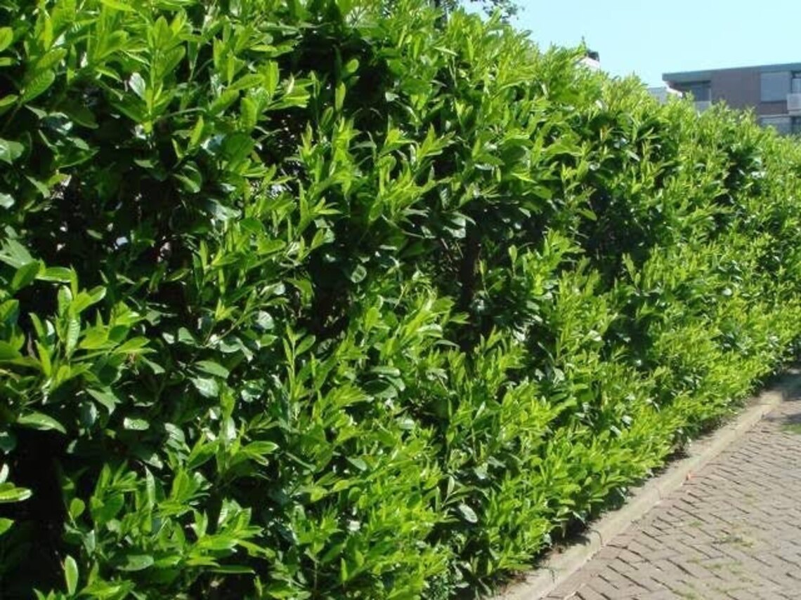 Предохранители laurel 35