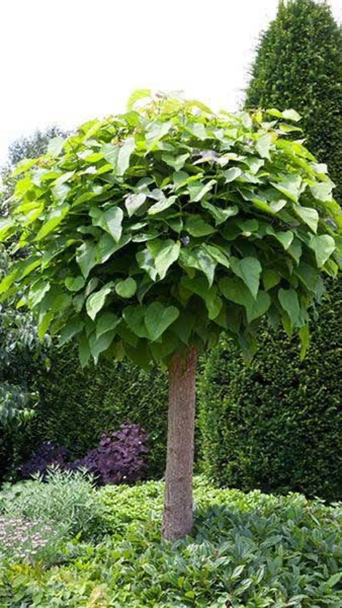 Indian Bean Tree